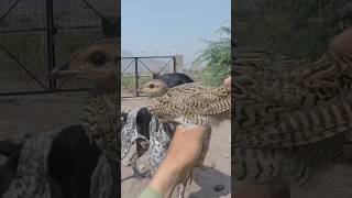 kala teetar ka SHIKAR all Hunting my YouTube channel teeter [upl. by Meela]