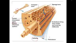 Connective Tissue Bone Osteon vs spongy [upl. by Layman]