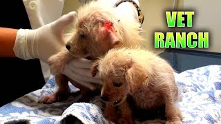 Emergency Rescue for Neglected Puppies [upl. by Standley]