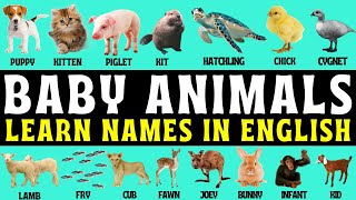 Baby Animals Names in English  Glossary  Terminology  Wordlist  Calf  Pup  Cub  Kitten 🐶🐹🐷 [upl. by Kermy342]