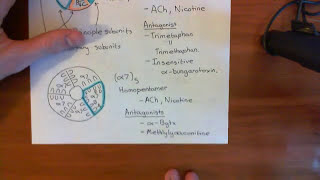 Introduction to Nicotinic Acetylcholine Receptors Part 4 [upl. by Arda]