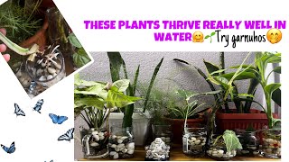 10 Plants You Can Propagate in WaterYi plants panima propagate garnuhoswaterplantspropagation [upl. by Silera367]