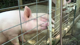 Automatic Pig Waterer  Maintenance Free Pig Watering System [upl. by Zirtaeb250]