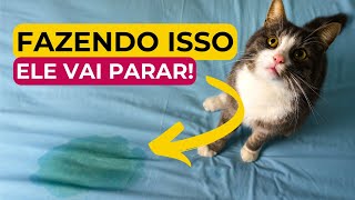 🔴 Como Fazer o Gato Parar de Urinar nas Coisas Xixi Fora da Caixa [upl. by Hammad739]