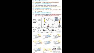 Steps of Bacterial Gram Staining geneticteacher [upl. by Necyla]