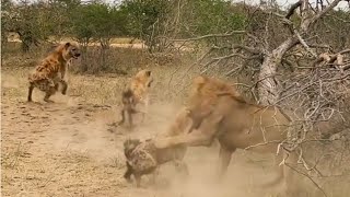 Male lion attacks hyena trying to steal its kill [upl. by Garreth]