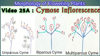 CYMOSE INFLORESCENCE amp ITS TYPES  Definite Inflorescence types  Types of Cymose Inflorescence [upl. by Killoran]