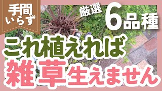 【雑草対策】手間いらずのグランドカバー🌿6品種紹介❗️ずぼらガーデニングで大活躍 [upl. by Nyladnar86]