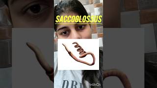 Hemichordates‼️ part3‼️ neet2024 class11 trending ncertbio [upl. by Grati]