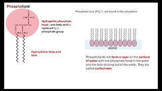 Lipids OCR A ALevel Biology Revision Module 2 Biological Molecules [upl. by Case]