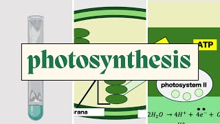 Photosynthesis  AQA A Level Biology including Required Practicals [upl. by Skerl]