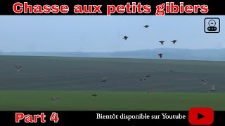 Chasse aux perdreaux et faisans dans la Somme part 4 [upl. by Cirle]