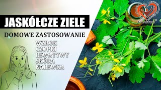 Jaskółcze Ziele  Glistnik  Chelidonium Majus  Domowe Zastosowanie Aleksander Haretski [upl. by Atil375]