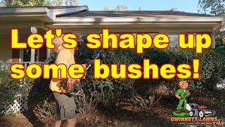 SHAPE UP Your Bushes with These Pro Tips [upl. by Nnaeiluj]