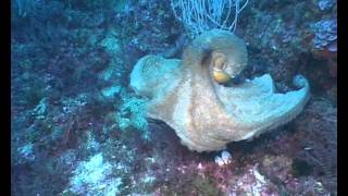 Unisub diving at Medes Islands [upl. by Notreb]