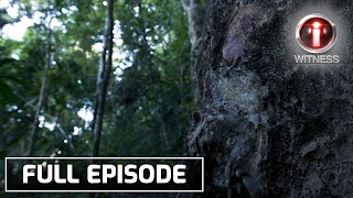 ‘Dagta ng Almaciga’ dokumentaryo ni Atom Araullo Full episode  IWitness [upl. by Corvin623]