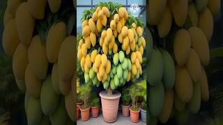 New planting skills to harvest moremangoes satisfying farming gardeningHhappyfamily [upl. by Monaco]