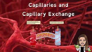 Capillaries and Capillary Exchange  Bulk Flow  Cardiovascular System [upl. by Ahseinod204]