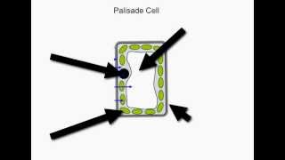 KS3 Palisade Cell [upl. by Otineb]