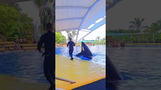 Dance with dolphin dolphins animals dolphin swimming dolphinlove funny [upl. by Ley108]