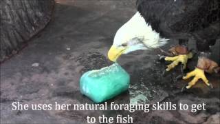 Bald Eagle Enrichment [upl. by Milli612]