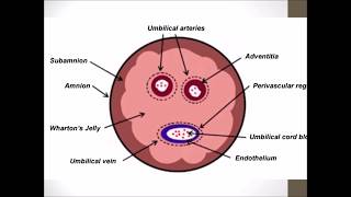 FETAL MEMBRANES [upl. by Aihcila749]