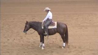 Reining Horse for Sale  Sample Video [upl. by Ailem]