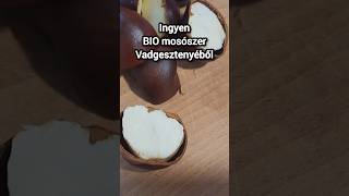 Gesztenyéből bio mosószer [upl. by Bobbette]