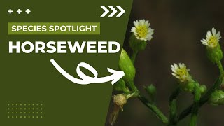 Species Spotlight  Horseweed Conyza canadensis [upl. by Gaul468]