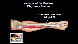 Anatomy Of The Extensor Digitorum Longus Muscle  Everything You Need To Know  Dr Nabil Ebraheim [upl. by Kovar]