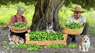 Hermit Family Harvesting Fresh Walnuts in Mountain Village Traditional Oriental Walnut Jam Recipe [upl. by Dannel792]