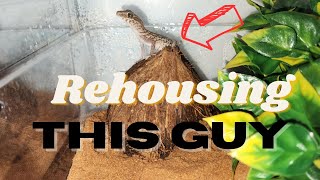 How To Set Up An Enclosure For Your Pictus Gecko [upl. by Gen]