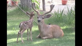 Young Deer in the Yard 2017 [upl. by Yrevi]