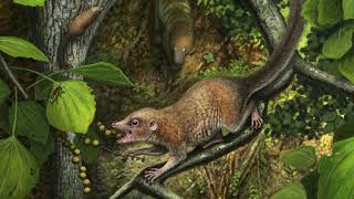 Ancient Human Ancestors Looked Like Squirrels [upl. by Natsirc115]