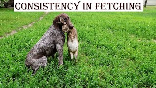 German shorthaired pointer Robie Consistency in fetching [upl. by Dino]