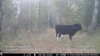 Feral cows of the Chornobyl Exclusion Zone First registration of cows after Zone deoccupation [upl. by Dylane]