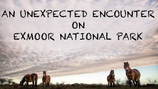 Photographing the WILD PONIES on EXMOOR NATIONAL PARK [upl. by Potts]