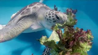 San Diego Zoo Kids  Sea Turtle Rescue [upl. by Enilreug784]