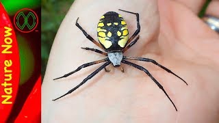 How Dangerous is a Black And Yellow Spider [upl. by Chenay472]