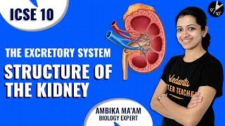 The Excretory System L1  Structure of the Kidney  ICSE Class 10 Biology Science  Vedantu Class 10 [upl. by Emelun]