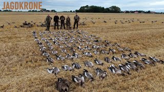 Gänsejagd mit Lockbild am Wattenmeer  Jagdkrone [upl. by Akeimat]