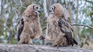 Adolescent Owls Hold quotHandsquot amp Prepare for a Night Out [upl. by Dobbins841]