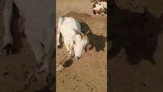 Goat are grass enjoying crazy beautiful Sound goat khassigoat animals kubba shadoof qadisha [upl. by Vandervelde]