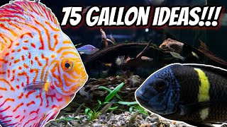 My 7 Favorite Ideas for your next 75 Gallon Aquarium [upl. by Carolynn]