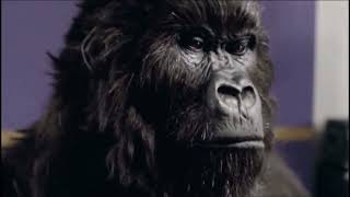 Iconic Cadbury Gorilla Drummer Ad  Phil Collins  In the Air Tonight Commercial [upl. by Rellek6]