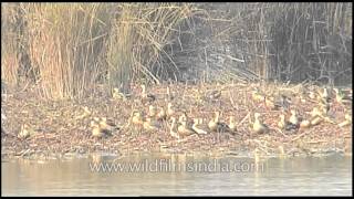 Lesser Whistling Teal in a gregarious band on the Brahmaputra [upl. by Hasan560]