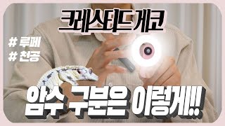 3000마리의 크레스티드 게코를 암수구분 해온 역대급 아이템 이 루페쓰고나서 삶의 질이 달라졌습니다 ㄷㄷㄷㄷ [upl. by Redleh793]