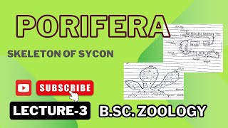 Spicules in Sycon  Monoaxon  Tetraxon  Notes Pdf in Description [upl. by Leirej]