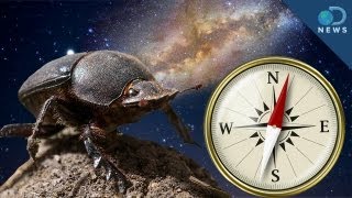 Dung Beetles Use Milky Way as Compass [upl. by Noivert]