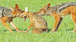 Jackals Rip Fox Apart While it Fights Back [upl. by Jonny]